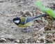 Mésange charbonnière
