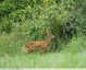 Chevreuil ( Capreolus capreolus )