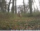 Deux &#129420; chevreuils mâle vidéo