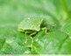 Punaise verte