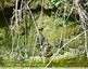 Grenouilles vertes&#128056;