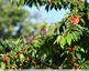 Jeunes étourneaux sur le cerisier&#127826;