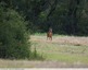 Chevreuil &#129420; mâle
