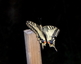 Machaon