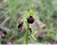 Premiers ophrys