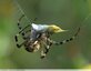 Argiope frelon ( Argiope bruennichi ) m/f