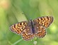 Grand damier (Melitaea phoebe)