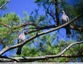 Pigeon colombin&#128330;