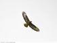 Buse variable
