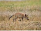 Renard roux&#129418;