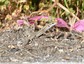 Lézards &#129422; des murailles
