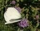 la Piéride du chou (Pieris brassicae)