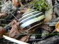 Escargot des jardins