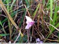 Cyclamen de Naples