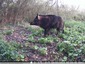&#128023; Sanglier mâle vidéo