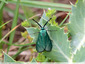 Turquoise