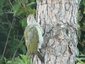 Pic vert