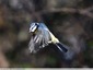 Mésange bleue