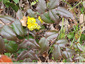 Mahonia sur le talus