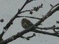 Chardonneret sous la neige