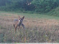 Trail Camera
