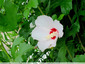 Les Hibiscus fleurissent