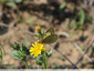 Papillon sur épervière