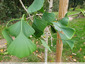 Jeune ginkgo