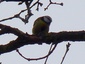 Mésange bleue