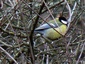 Mésange charbonnière