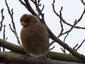 Pinson des arbres
