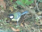 Mésange charbonnière