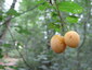 Des prunes de toutes les couleurs