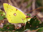 Le Souci ( papillon )