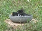 Au bain !