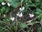 Cyclamen