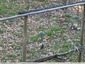 oiseau Sitelle torchepot