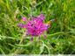 Parmi les herbes hautes