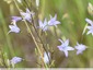 Campanule raiponce