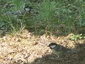 Mésange charbonnière