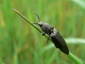 Athous haemorrhoidalis