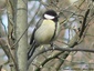 Mésange charbonnière