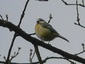 Mésange bleue