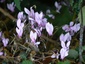 Cyclamen