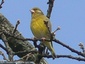 Serin Cini