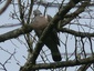 Pigeon ramier