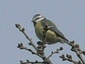 Mésange bleue