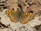 Tircis