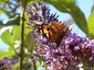 Belle dame sur buddleia