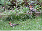 Couple dans le potager